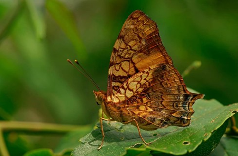 Nymphalidae