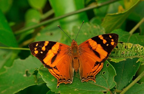 Nymphalidae