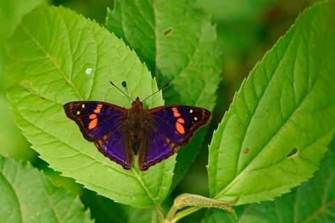 Nymphalidae