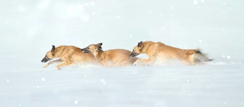 Silken Windsprites running in the snow