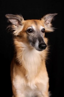 Silken Windsprite sighthound