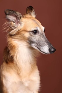 Silken Windsprite sighthound