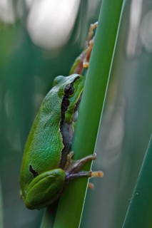 European tree frog