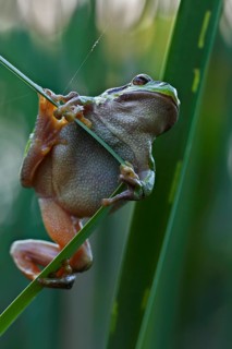 European tree frog