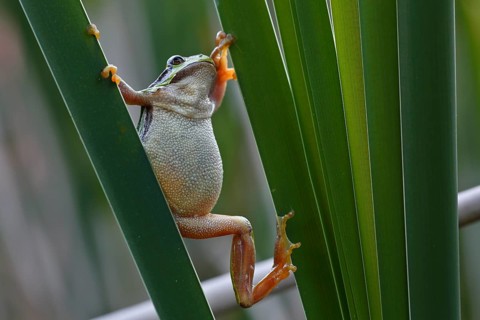 European tree frog