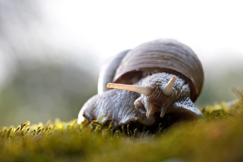 Burgundy Snail