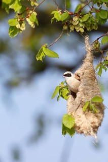 Eurasian Penduline Tit