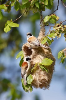 Eurasian Penduline Tit