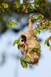 Eurasian Penduline Tit