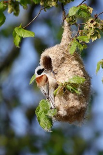 Eurasian Penduline Tit