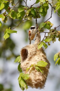 Eurasian Penduline Tit