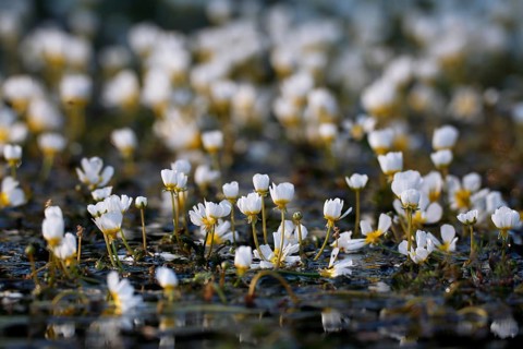River Water Crowfoot