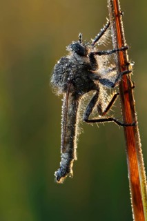Downland Robberfly