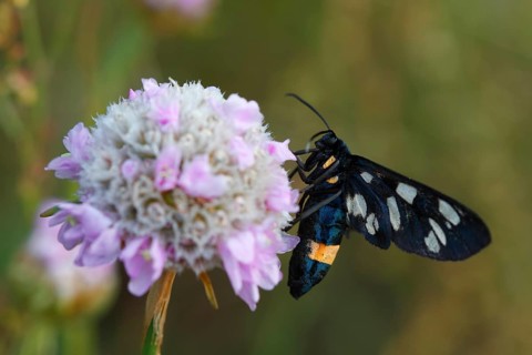 Nine-spotted moth