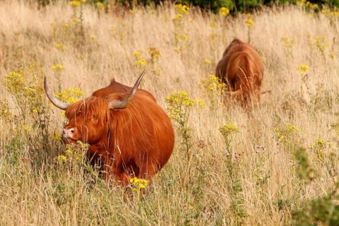Highland Cattle