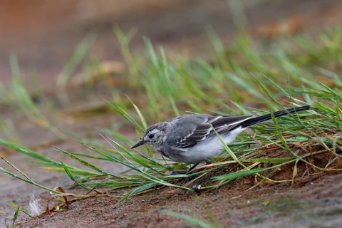 Juvenile white wagtail