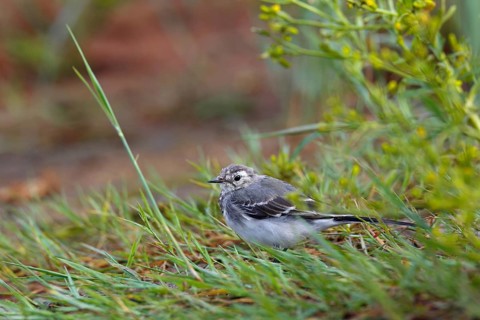 Juvenile white wagtail