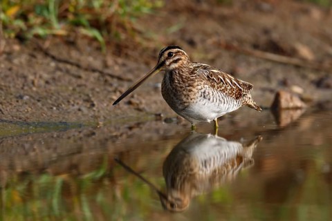 Common snipe