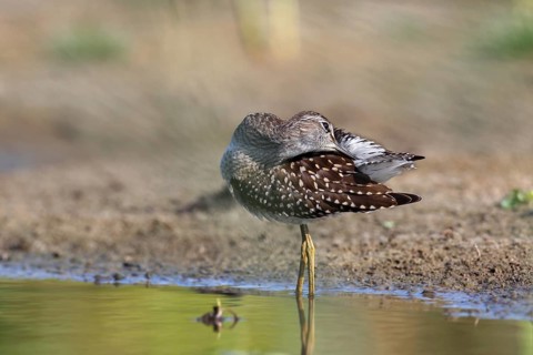 Wood sandpiper