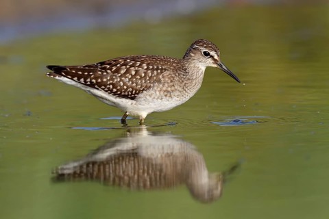 Wood sandpiper