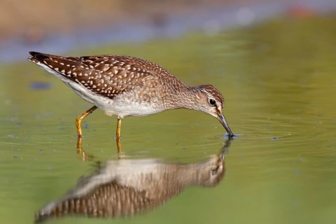 Wood sandpiper