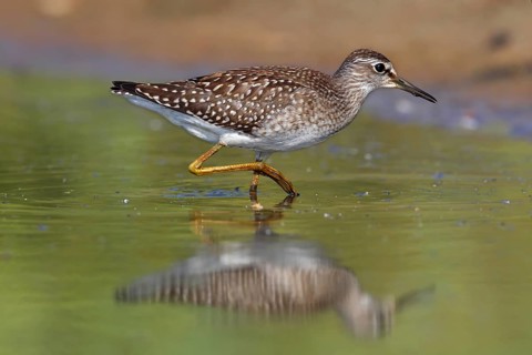 Wood sandpiper