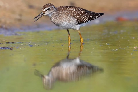 Wood sandpiper
