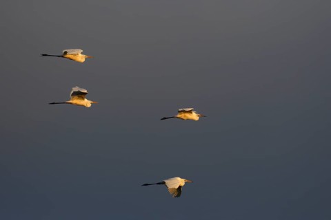 Four great egrets