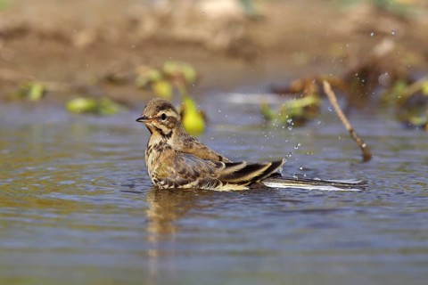 Juvenile Western yellow wagtail