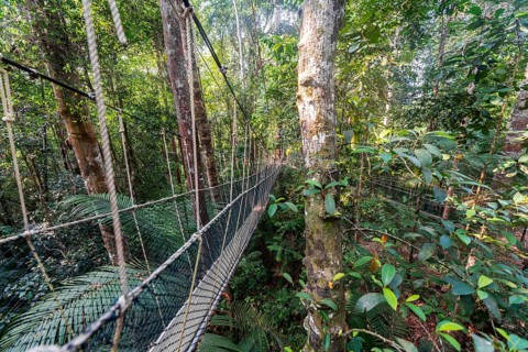 Suspension bridge in jungle