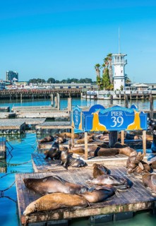 California Sea Lions