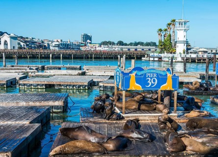 California Sea Lions