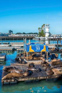 California Sea Lions