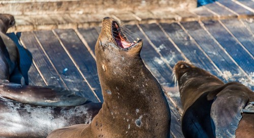 California Sea Lions