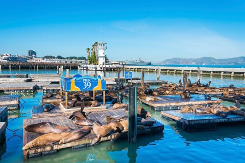 California Sea Lions