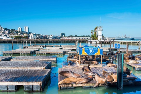 California Sea Lions