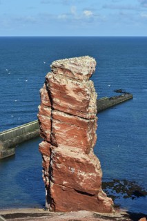 Colony of northern gannets