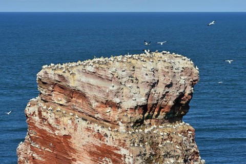 Colony of northern gannets