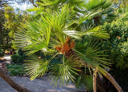 Canary Island date palm or pineapple palm