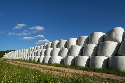 Wrapped silage bales