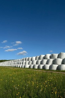 Wrapped silage bales