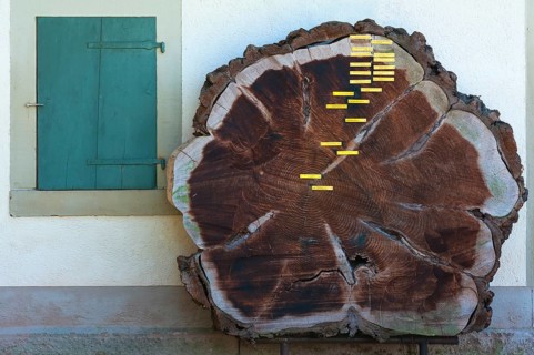 Cross section of a felled tree