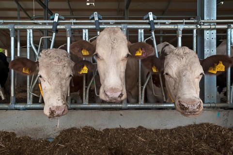 Dairy cows at the feed fence in modern loose housing
