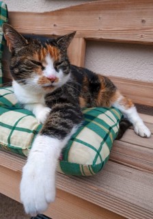 House cat resting on a bench