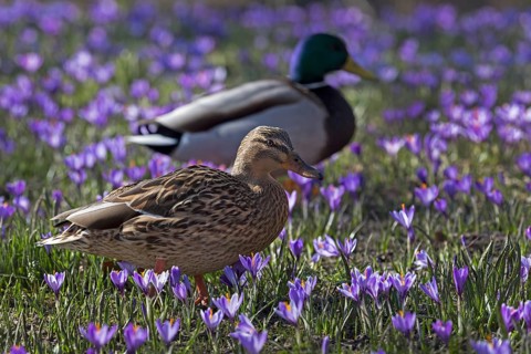Mallards or wild ducks