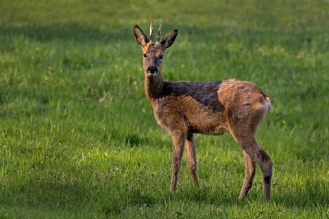 Young roe deer
