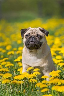 Pug puppy sitting in a dandelion meadow