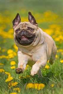 Pug puppy running in a dandelion meadow