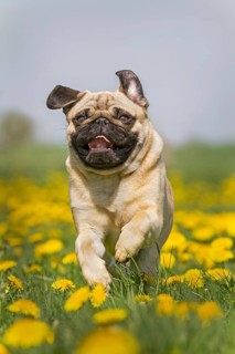 Pug puppy running in a dandelion meadow