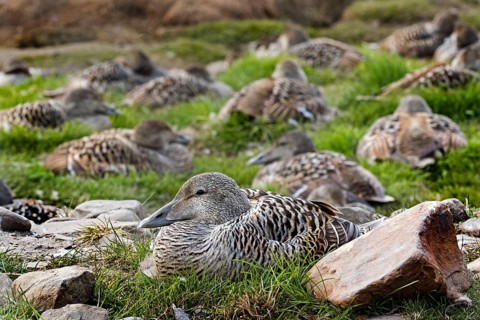 Eider